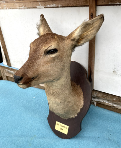 Tête chevreuil trophée - de,