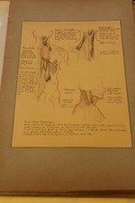 Ancienne planche anatomique