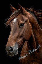 Photo A4 Cheval portrait fine