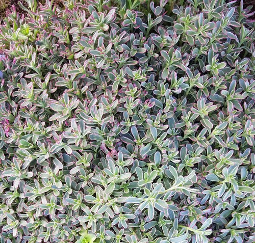 Sedum spurium tricolor - spurium, /