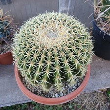 Cactus echinocactus grusonii - -,