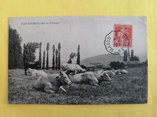 CPA Cachet MACON à MOULINS en 1918 BOEUFS CHAROLAIS au PATURAGE Eglise cheval