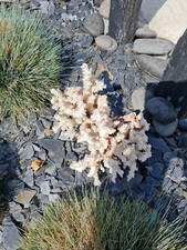 ANCIEN CORAIL COQUILLAGE