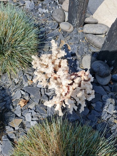 Ancien corail coquillage - ancien,