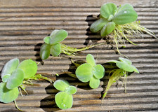 PISTIA=6 Plante flottante aquatique (grande racines)laitue d'eau aquarium/bassin
