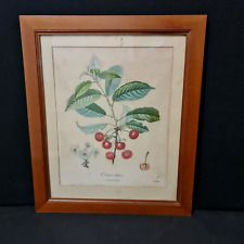 Gravure en couleurs "Cerise hâtive" - Cadre en bois et sous-verre - Début XXe