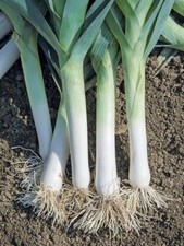  Lot De 100 Graines De Poireau D'Hiver 2 Race Vernor Graines Seed