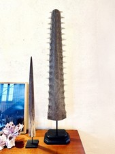 Rostre de requin-poisson scie