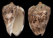 Coquillage de collection : Cymbiola nobilis tamariskae (111 mm - F++)