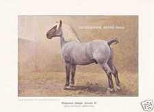 Wickrather Étalon "Condor II" Cheval De Trait 1925 Reprint