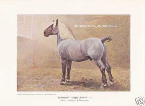 Wickrather étalon condor - wickrather, "condor