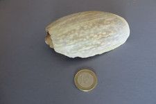 Ancien coquillage Conus de