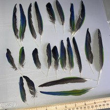 Nanday Conure Parrot Feathers