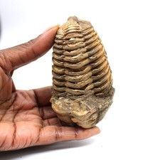 Trilobite fossile 165gr 95mm