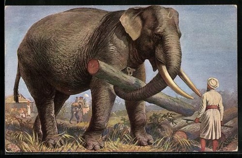Carte postale éléphant