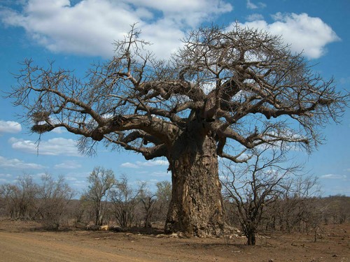 Baobab adansonia digitata - baobab,
