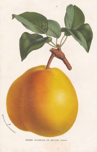 Poire duchesse mouchy birne - mouchy,