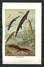 Coloré Tableau / Litho Um