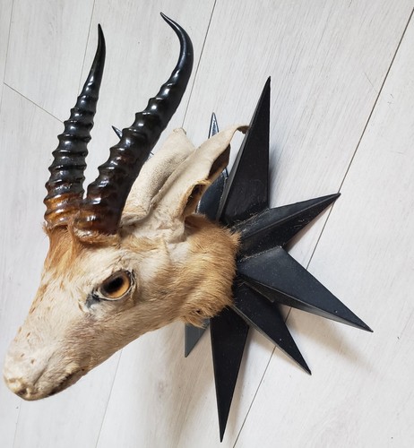 Taxidermie tête chevreuil - taxidermie, de