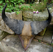 Trophée de CHASSE Massacre BUFFLE  Africain Vintage Cabinet de Curiosité DECO