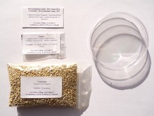 Kit Germination Cataire - DIY Cataire Pétri Vermiculite - Kit Germination Catnip