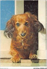 AILP8-0735 - CHIEN - teckel à poils longs