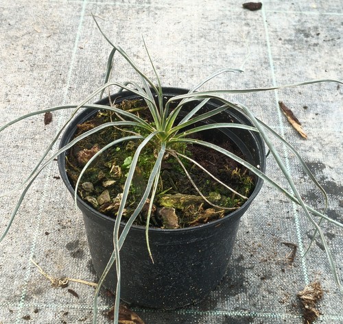 Yucca elata arbre - elata,