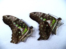 ENTOMOLOGIE- PAPILLON GRAPHIUM AGAMEMNON  PAIRE   A1 / AI  Thailande