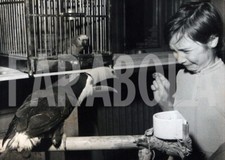 Photo De Presse Vintage France, Salon Des Oiseaux, Tucan, 1958, Tirage 18x13 Cm