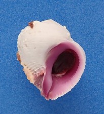 Coquillage de collection: Coralliophila violacea AO (Coralliophilidae,Polynésie)