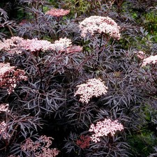 Sambucus nigra 'Black Lace Eva' - Sureau noir pourpre