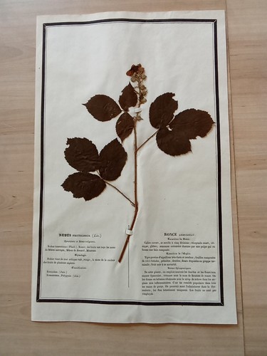 Ancien herbier botanique - herbier,