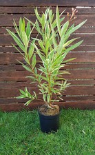 LAURIER Rose NERIUM Oleander