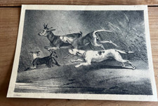 gravure ancienne chien N89