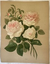 Rosa Paul Auguste Hariot Le