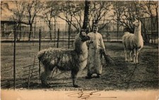 CPA AK PARIS (5e) Au Jardin des Plantes. Lama guanaco (601816)