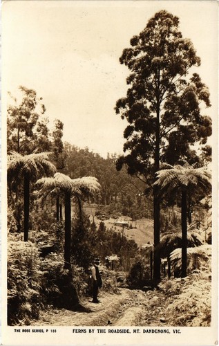 Australia ferns the - pc,