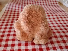 corail ancien 9 Cm Sur 7 Cm