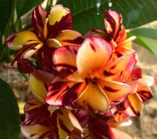 Plumeria rubra Fleurs de