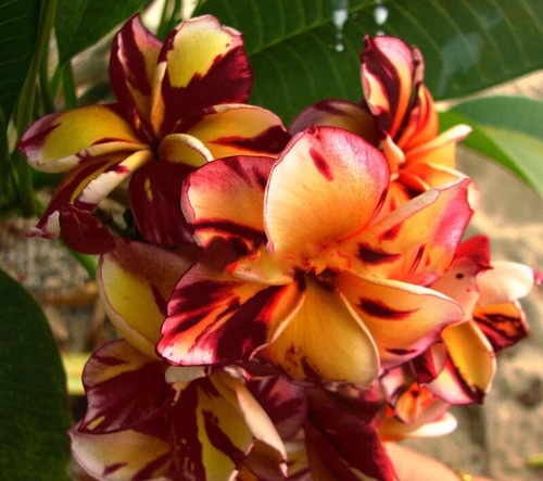 Plumeria rubra fleurs - plumeria, de
