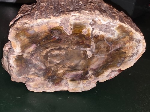Morceau bois fossilisé de - de,