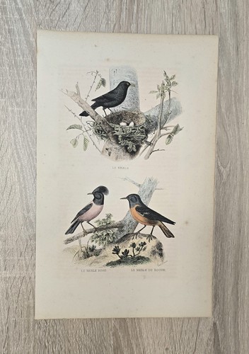 Lithographie ancienne buffon - ancienne,