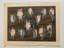 J.HABERT-DYS PLANCHE