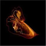 Gnayse [Import], Bola