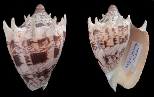 Coquillage collection - collection,