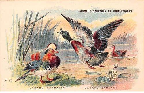 Chromos cor12136 animaux - -cor12136,