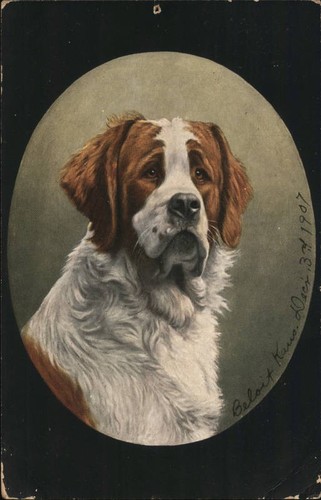 Saint bernard dog - saint,
