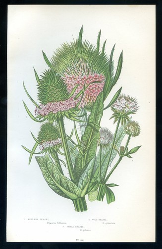 Botanique fleur dipsacus - botanique,, fleur,