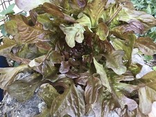 200 Graines De Salade Feuille De Chene Rouge (bio)