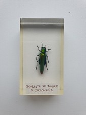 Insecte sous résine - ,